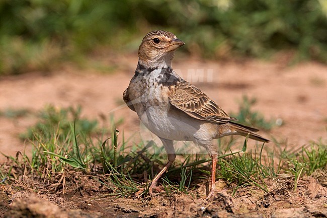 Kalanderleeuwerik zittend; Calandra Lark perched stock-image by Agami/Daniele Occhiato,