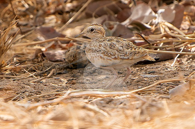 Quail-plover (Ortyxelos meiffrenii) in Senegal. Also known as  lark buttonquail or lark-plover. stock-image by Agami/Dani Lopez-Velasco,