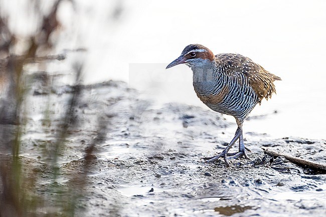Adult Buff-banded Rail (Hypotaenidia philippensis assimilis) (named Moho in Maori) foraging in mudflats at the Tawharanui Regional Park, Auckland, in the north-east of New Zealand, North Island.
 stock-image by Agami/Rafael Armada,