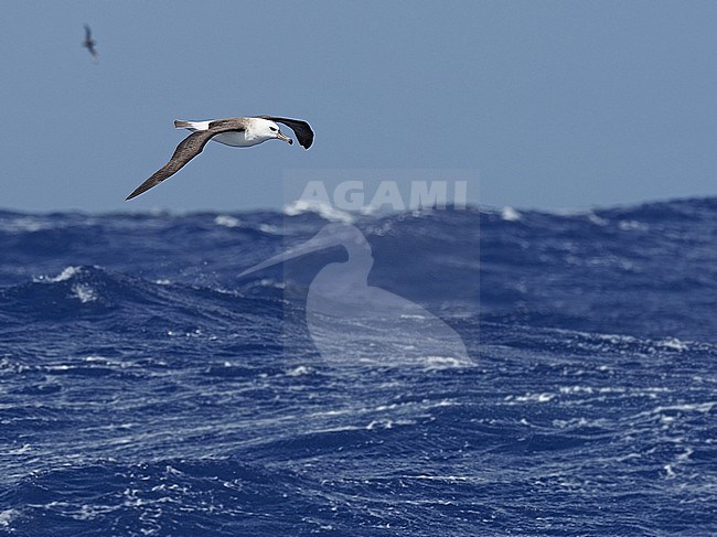 Campbell albatross (Thalassarche impavida) at sea in French Polynesia. stock-image by Agami/James Eaton,