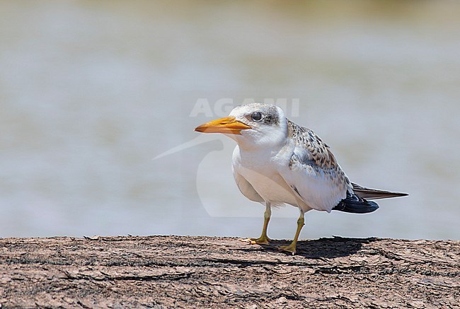 Juvenile Large-billed Tern (Phaetusa simplex) on the sandy shore of the Amazon River, Peru, South-America. stock-image by Agami/Steve Sánchez,