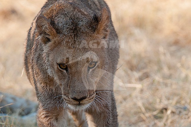 Portrait of a wet young lion, Panthera leo, after crossing a river. Okavango Delta, Botswana. stock-image by Agami/Sergio Pitamitz,