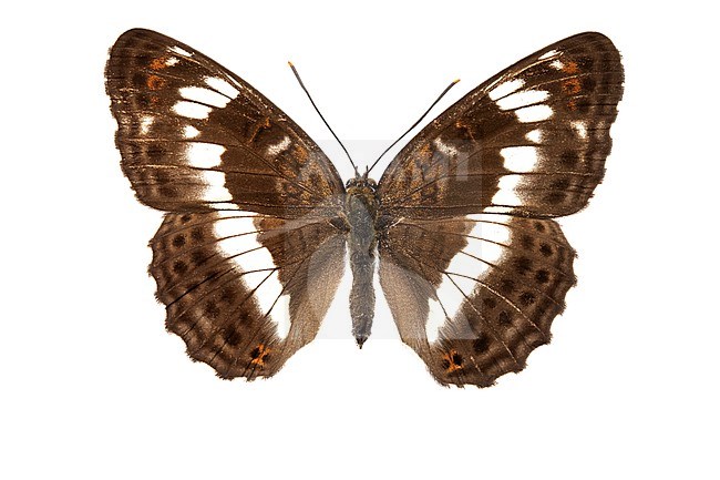 White Admiral, Kleine ijsvogelvlinder, Limenitis stock-image by Agami/Wil Leurs,