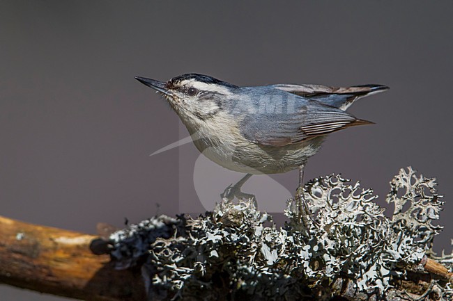 Corsicaanse Boomklever zittend in denneboom; Corsican Nuthatch perched in pinetree stock-image by Agami/Daniele Occhiato,