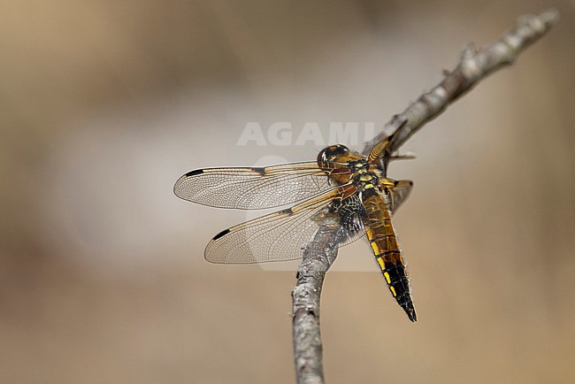 Female Four-spotted Chaser (Libellula quadrimaculata) perching on a branch stock-image by Agami/Mathias Putze,