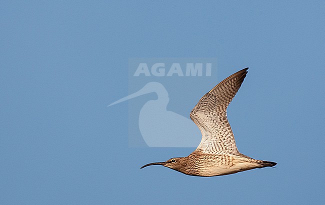 Eurasian Whimbrel (Numenius phaeopus) in the Netherlands. stock-image by Agami/Marc Guyt,