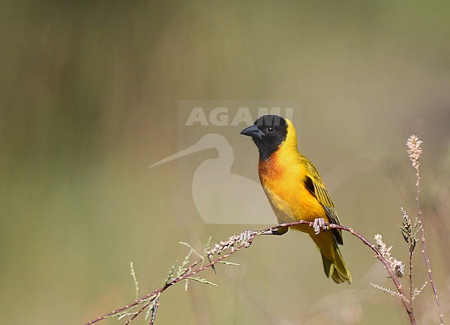 Black-headed Weaver, Ploceus melanocephalus, perched on a branch in Portugal. Introduced or escaped. stock-image by Agami/Laurens Steijn,