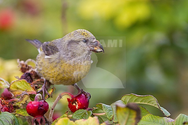 Common Crossbill - Fichtenkreuzschnabel - Loxia curvirostra ssp. curvirostra, Germany, adult female, Type C 'Glip Crossbill' stock-image by Agami/Ralph Martin,