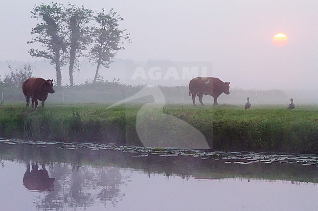 Elsgeesterpolder at sunrise with mist over the fields with cows and horses stock-image by Agami/Menno van Duijn,