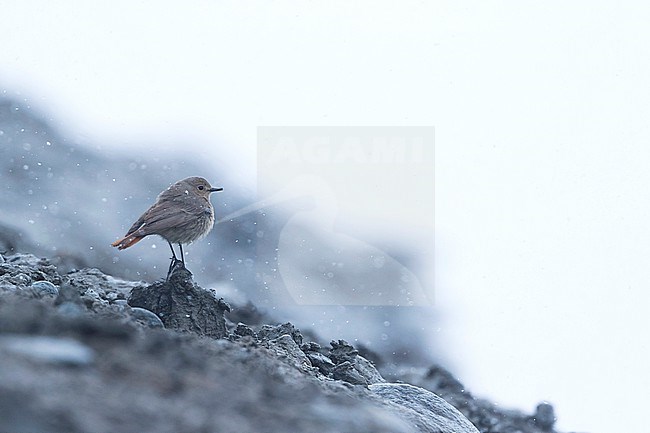 Adult female Eastern Black Redstart (Phoenicurus ochruros phoenicuroides) in Kyrgyzstan. Perched on a rock. stock-image by Agami/Ralph Martin,