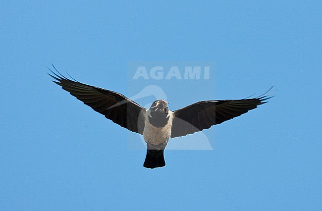  stock-image by Agami/Jari Peltomäki,