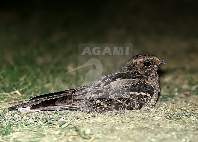 Horsfields Nachtzwaluw, Large-tailed Nightjar stock-image by Agami/Alex Vargas,