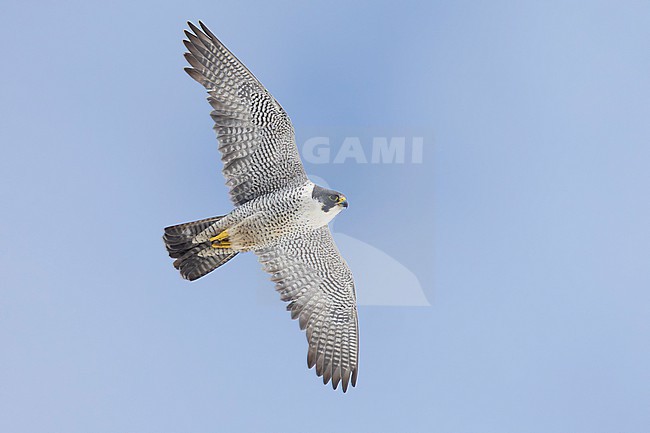 Peregrine Falcon (Falco peregrinus calidus), adult female in flight seen from below, Finnmark, Norway stock-image by Agami/Saverio Gatto,