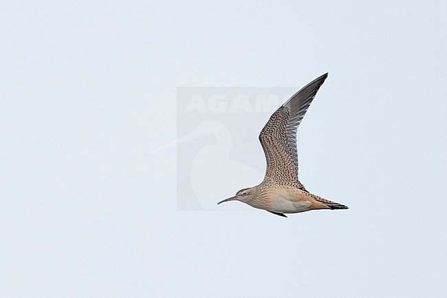 Little Whimbrel (Numenius minutus) in flight during autumn migration in Mongolia. stock-image by Agami/Mathias Putze,
