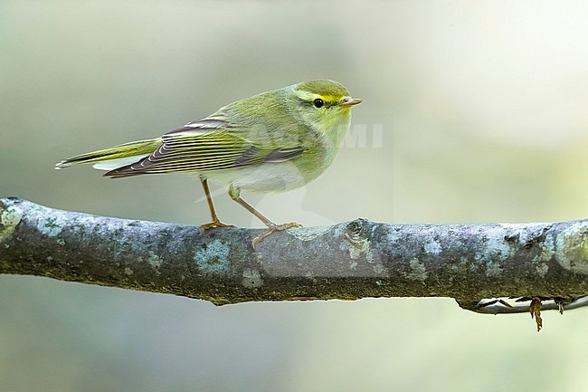 Wood Warbler, Phylloscopus sibilatrix, in woodland in Italy. stock-image by Agami/Daniele Occhiato,