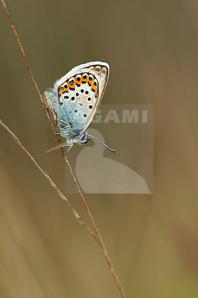 Heideblauwtje / Silver-studded Blue (Plebejus argus) stock-image by Agami/Wil Leurs,