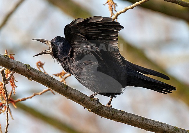Displaying Rook (Corvus frugilegus) in the Netherlands. Perched in a tree. stock-image by Agami/Marc Guyt,