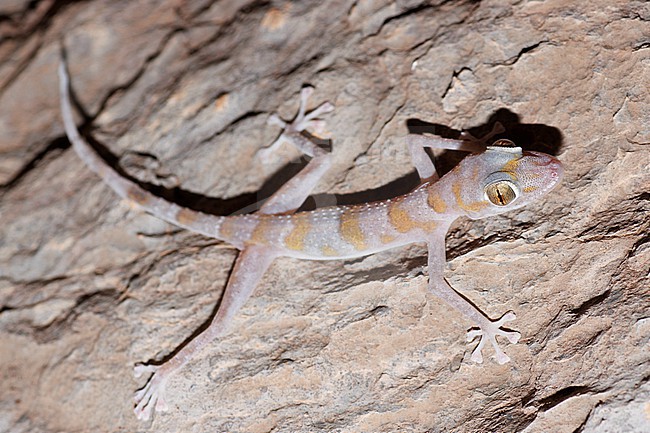 Flat-snouted Leaf-toed Gecko (Asaccus platyrhynchus) taken the 03/03/2023 at Tanuf - Oman. stock-image by Agami/Nicolas Bastide,