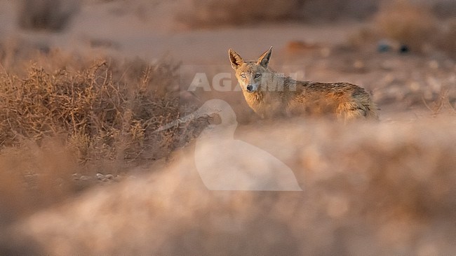 African Golden Wolf (Canis anthus) spy-hoping behind a dune in Iwik, Banc d'Arguin, Mauritania stock-image by Agami/Vincent Legrand,