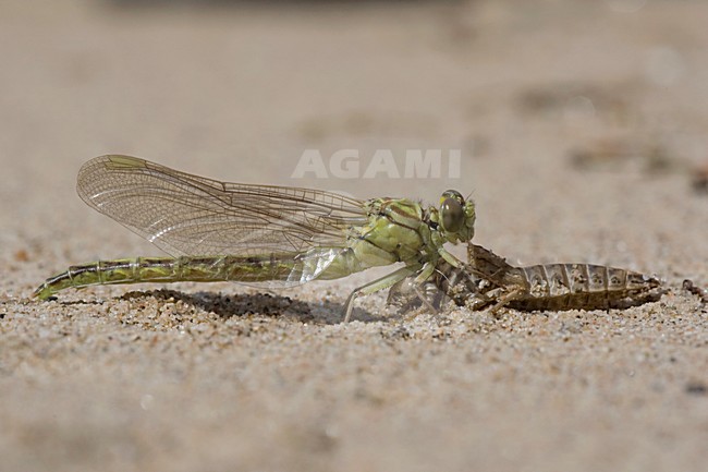 Uitsluipende Rivierrombout; Emerging Yellow-legged Clubtail stock-image by Agami/Arie Ouwerkerk,