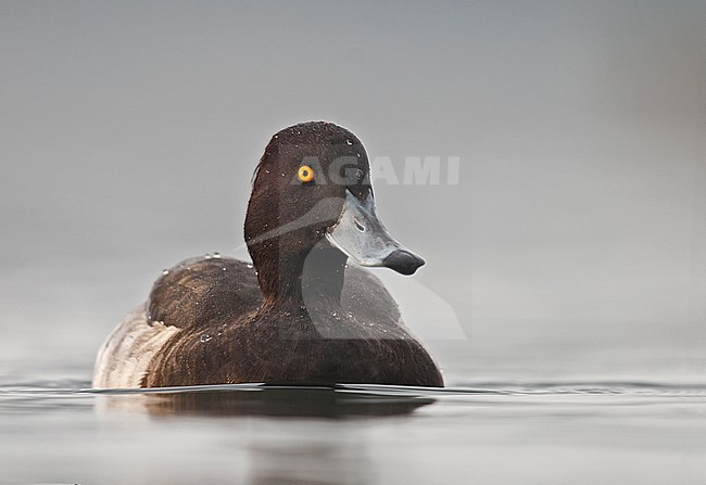 Tufted Duck male swimming; Kuifeend mannetje zwemmend stock-image by Agami/Alain Ghignone,