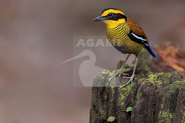Bornean Banded-Pitta (Hydrornis schwaneri) Perched on a log in Borneo stock-image by Agami/Dubi Shapiro,