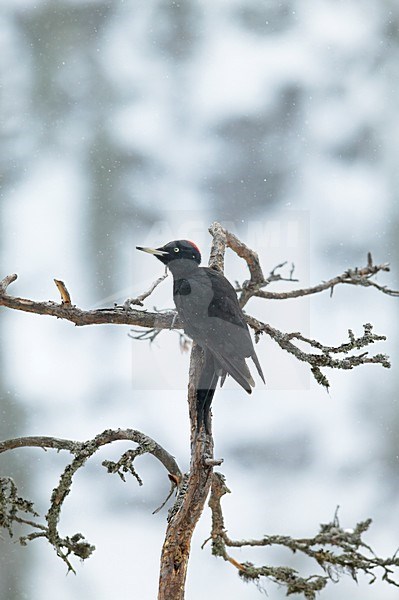 Black Woodpecker foraging on treetrunc; Zwarte Specht foeragerend op boomstam stock-image by Agami/Markus Varesvuo,