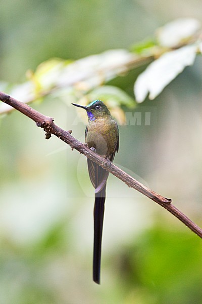 Violetstaartnimf op een tak; Violet-tailed Sylph on a branch stock-image by Agami/Marc Guyt,
