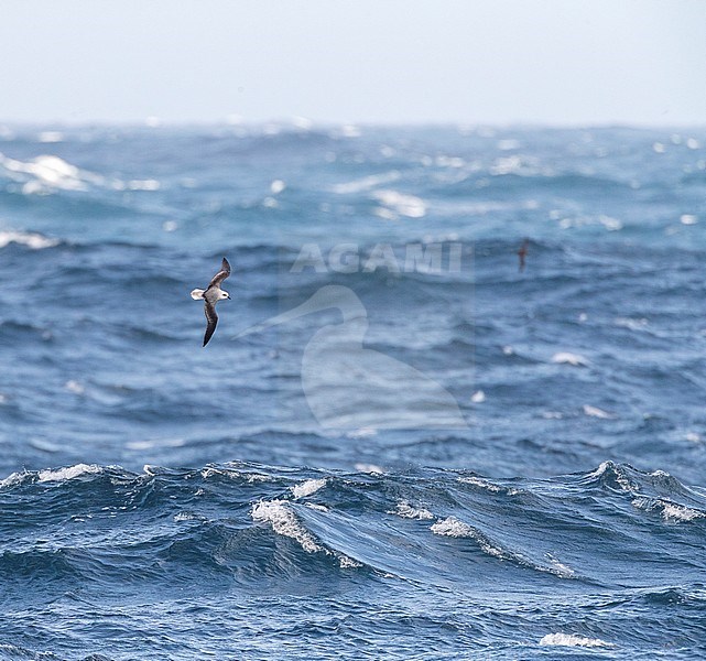 White-headed Petrel (Pterodroma lessonii) flying above the southern pacific ocean near New Zealand. Banking over th ocean during a fierce storm. stock-image by Agami/Marc Guyt,