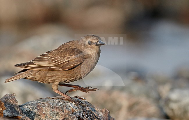 Jonge Spreeuw, Common Starling immature stock-image by Agami/Markus Varesvuo,