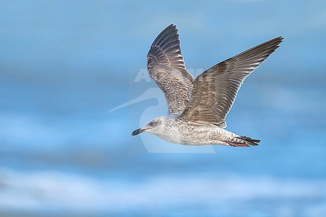 1st year
Galveston Co., TX
April 2023 stock-image by Agami/Brian E Small,