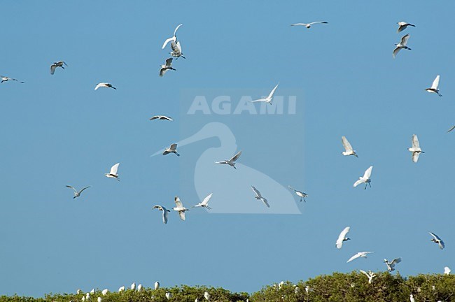 Kleine zilverreigers en Koereigers boven broed kolonie Spanje, Little egrets and Cattle egrets above breeding colony Spain stock-image by Agami/Wil Leurs,