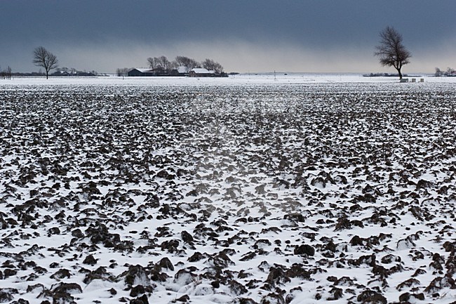 Landschap in winter; Landscape in winter stock-image by Agami/Menno van Duijn,