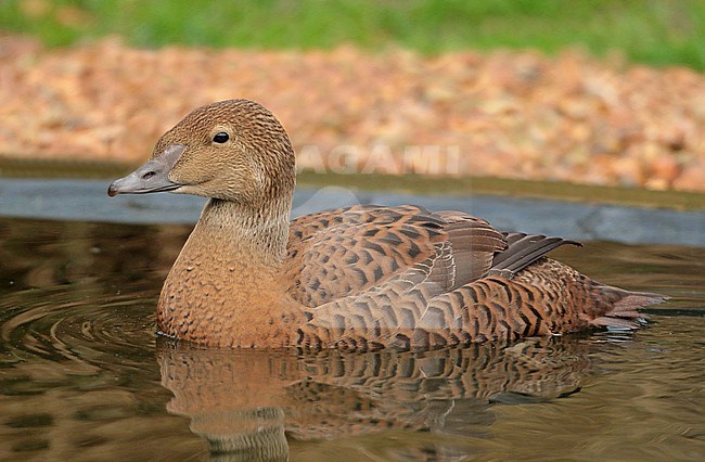 King Eider (Somateria spectabilis), first winter female swimming in captivity, seen from the side. stock-image by Agami/Fred Visscher,