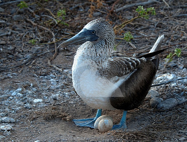 Blauwvoetgent op nest met eieren, Blue-footed Booby on nest with eggs stock-image by Agami/Roy de Haas,