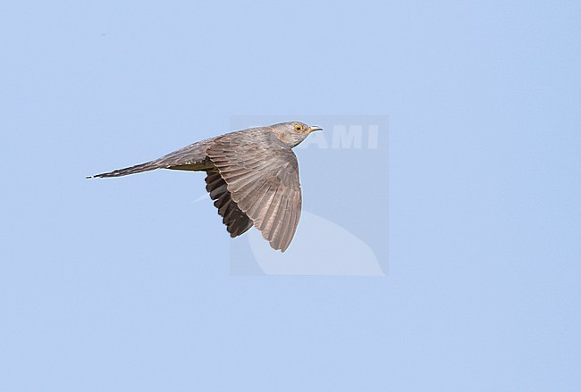 Oriental Cuckoo - Hopfkuckuck - Cuculus saturatus ssp. optatus, Russia, adult female stock-image by Agami/Ralph Martin,