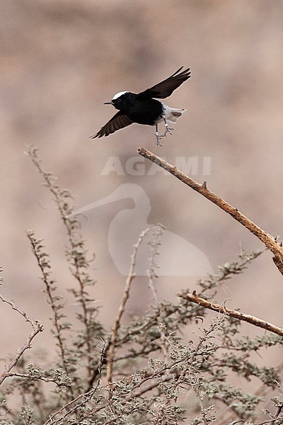 White-crowned Wheatear (Oenanthe leucopyga) flying away from acacia tree in a desert canyon near Eilat, Israel. stock-image by Agami/Marc Guyt,