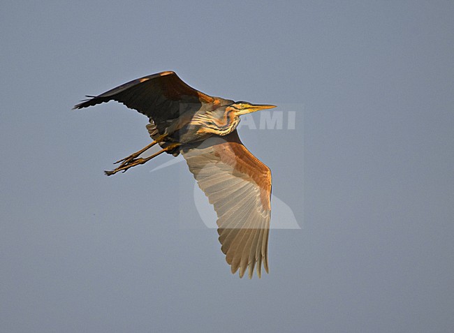 Purple Heron adult flying; Purperreiger volwassen vliegend stock-image by Agami/Hans Gebuis,