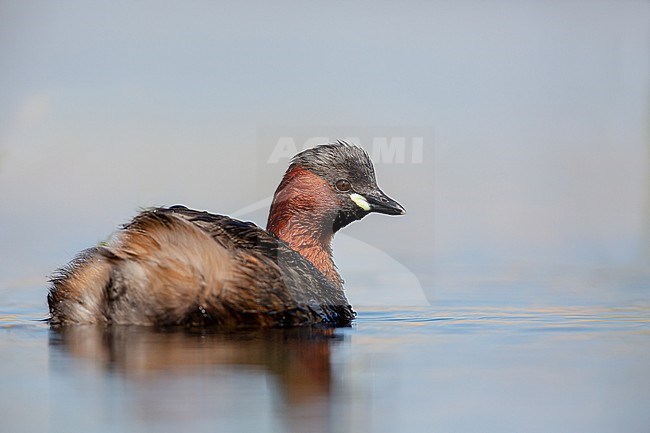 Little Grebe adult in summer plumage stock-image by Agami/Onno Wildschut,