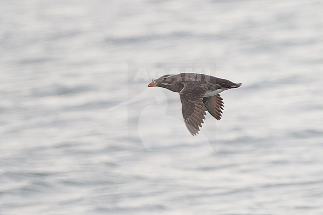 Rhinoceros Auklet, Cerorhinca monocerata stock-image by Agami/Stuart Price,