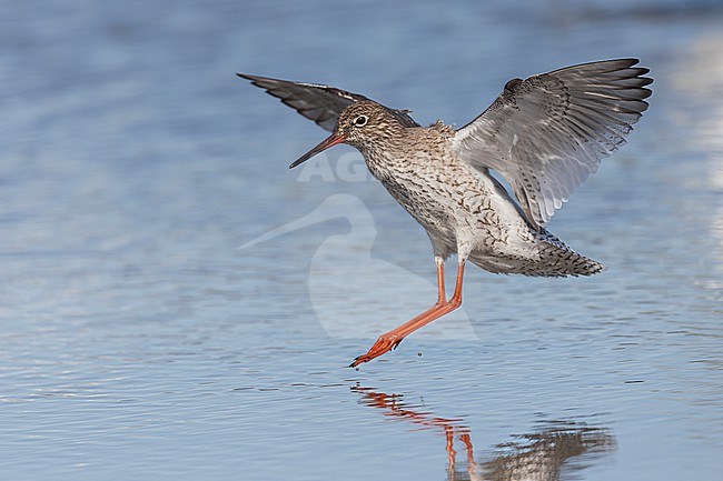 A Common Redshank is seen flying into a shallow freshwater pond against a blue background at Spaarndam, The Netherlands. stock-image by Agami/Jacob Garvelink,