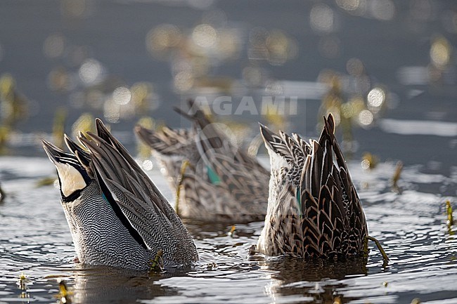 Male and female Eurasian Teal (Anas crecca) dabbling for food stock-image by Agami/Mathias Putze,