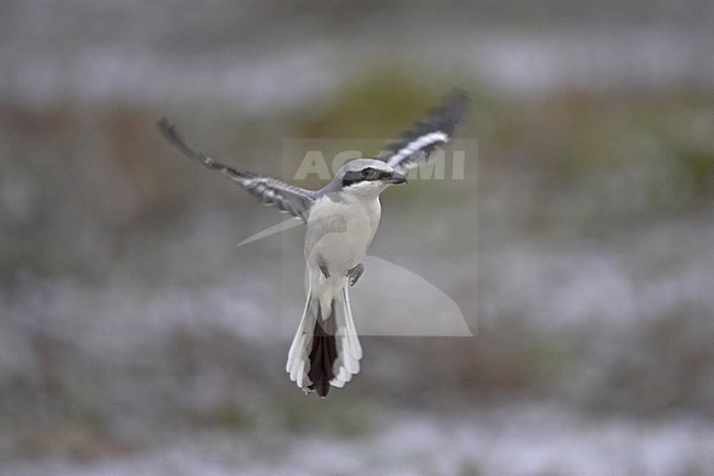 Great Grey Shrike adult hovering; Klapekster volwassen biddend stock-image by Agami/Jari Peltomäki,
