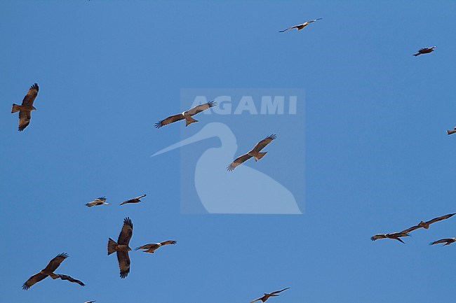 (Western) Black Kite - Schwarzmilan - Milvus migrans ssp. migrans, Morocco, birds starting migration in the morning stock-image by Agami/Ralph Martin,