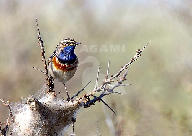 White-spotted Bluethroat (Luscinia svecica cyanecula). Adult male perched in the Dunes stock-image by Agami/Roy de Haas,