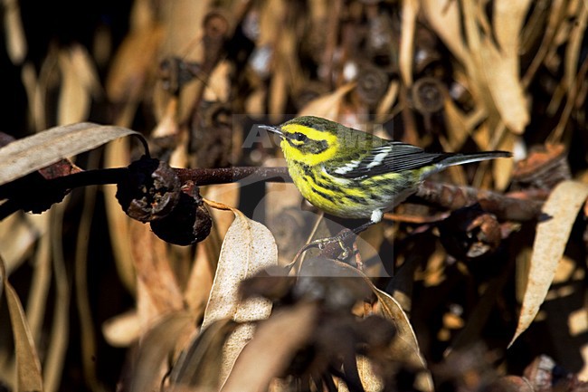 Vrouwtje Townsends Zanger; Female Townsend\'s Warbler stock-image by Agami/Martijn Verdoes,