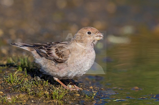 Mongoolse Woestijnvink, Mongolian Finch, Eremopsaltria mongolica stock-image by Agami/Daniele Occhiato,