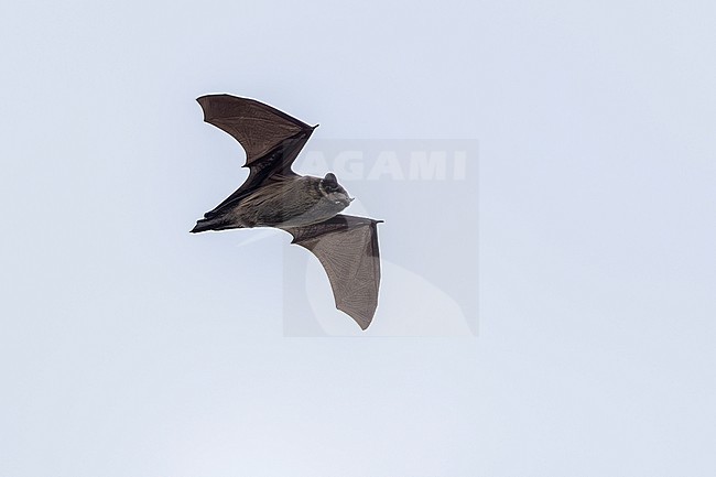 Azorean Noctule (Nyctalus azoreum)  flying over Santa Cruz da Graciosa, Graciosa, Azores, Portugal. stock-image by Agami/Vincent Legrand,