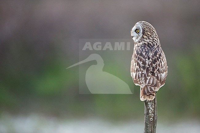 Short-eared Owl (Asio flammeus flammeus) in Spain (Andalucia). stock-image by Agami/Ralph Martin,