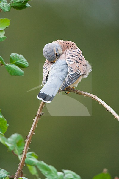 Torenvalk mannetje poetsend; Common Kestrel male preening stock-image by Agami/Menno van Duijn,